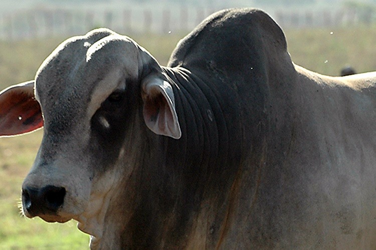 Começa vacinação contra a febre aftosa em Sergipe