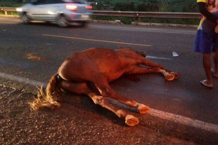 Motociclista morre após colidir com cavalo na BR-235 em Frei Paulo