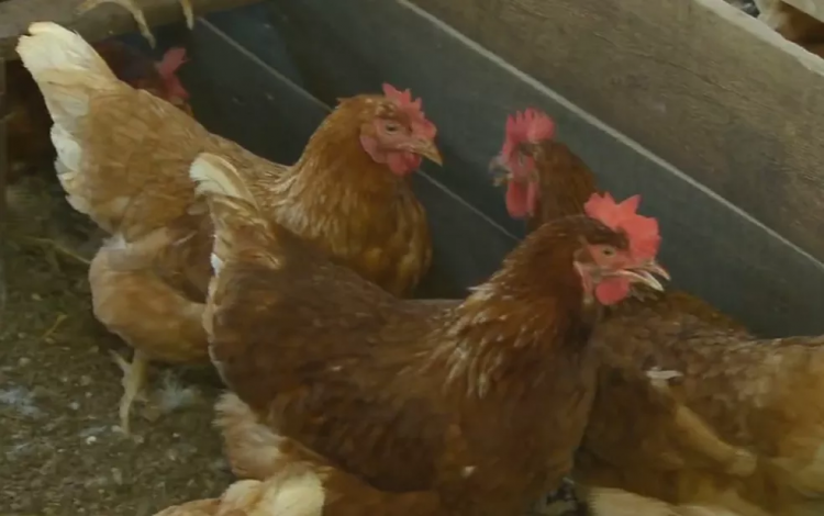 Gripe aviária: autoridades sanitárias adotam medidas de contingência após aves de produtora rural morrerem em sítio de Sergipe