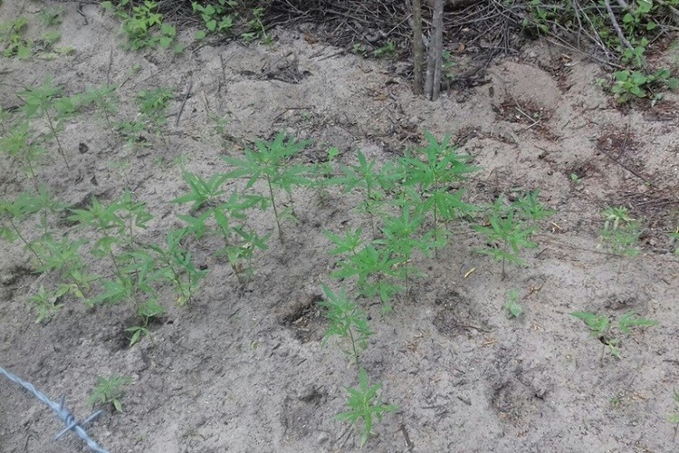 PM descobre plantação de maconha em Canindé de São Francisco