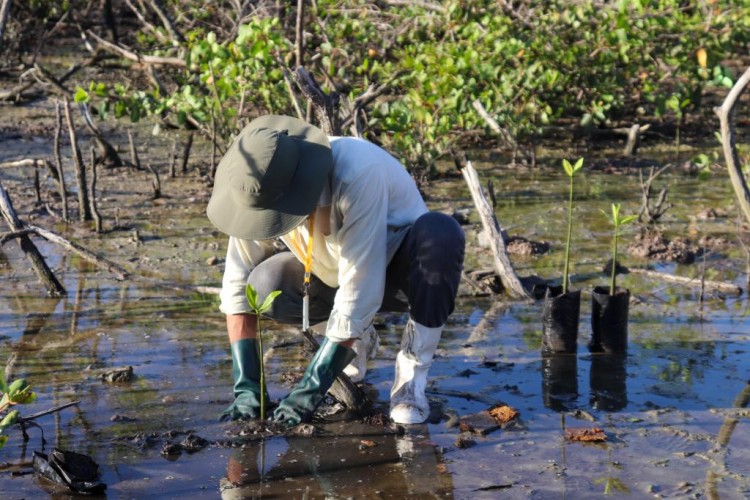 Aracaju dá passo histórico e se torna primeira cidade a aderir iniciativa global de proteção dos manguezais