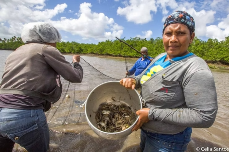 Agora é Lei: Sergipe institui o ´Dia Estadual da Mulher Marisqueira´