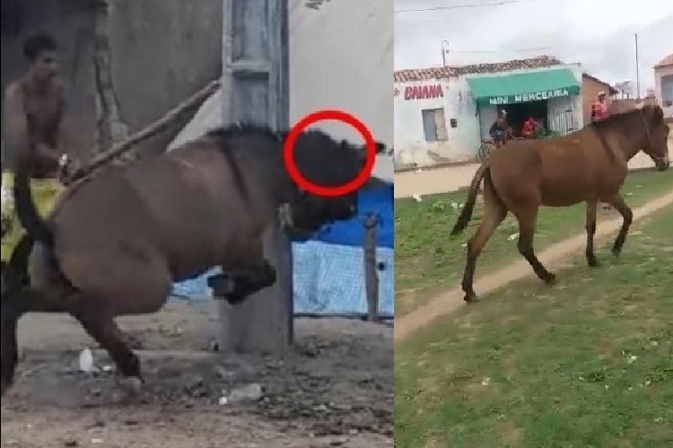 Cigano alega que golpeou mula a pauladas porque animal deu coice em seu filho