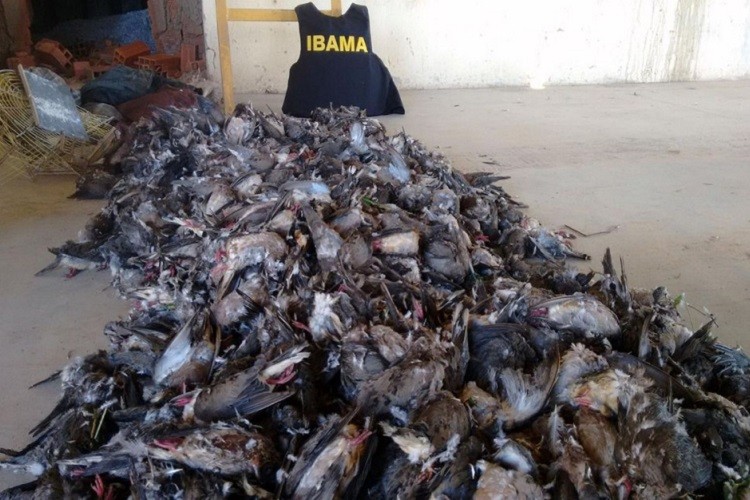 Dezoito caçadores são detidos com mil aves mortas no interior de Sergipe