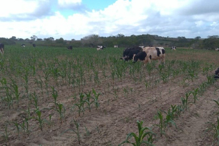 São Miguel do Aleixo e Lourdes decretam situação de emergência